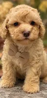 Clyde, a male Poodle - Toy  for sale in Anderson, MO – 3 of 3