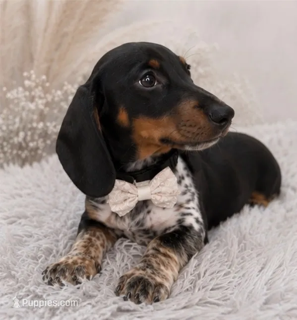 Haney – Miniature Dachshund puppy for sale in Anderson, MO