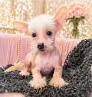 Brian, a male Chinese Crested for sale in Anderson, MO – 2 of 3