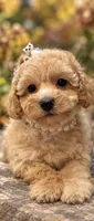 Della, a female Poodle - Toy  for sale in Anderson, MO – 2 of 3