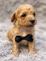 Goose, a male Poodle - Toy  for sale in Anderson, MO – 2 of 2