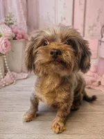 Louie, a male Shihpoo for sale in Anderson, MO – 7 of 8