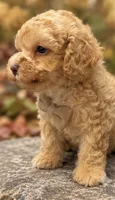 Clyde, a male Poodle - Toy  for sale in Anderson, MO – 2 of 3