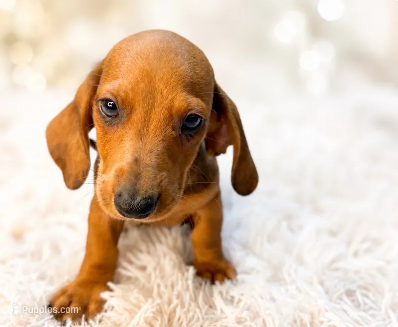 Javier – Miniature Dachshund puppy for sale in Anderson, MO