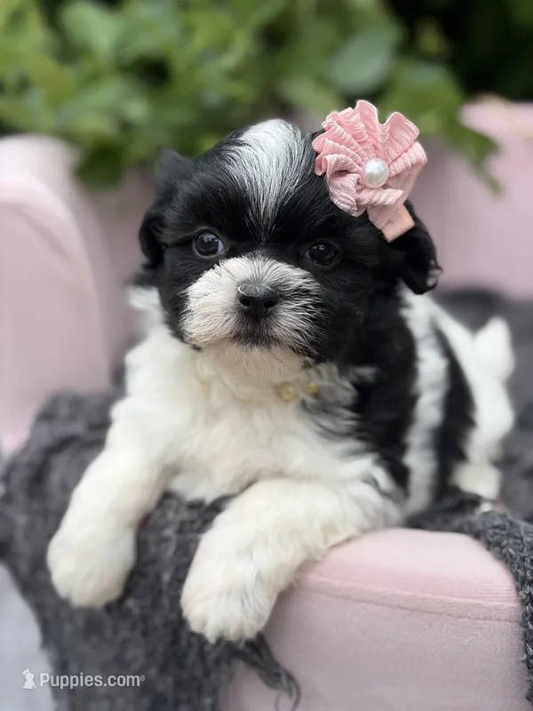 Audrey – Mal Shi puppy for sale in Anderson, MO