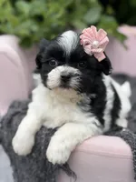 Audrey, a female Mal Shi for sale in Anderson, MO – 1 of 3