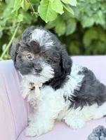 Alexander , a male Shihpoo for sale in Anderson, MO – 4 of 4
