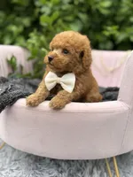 Linus, a male Poodle - Toy  for sale in Anderson, MO – 5 of 5