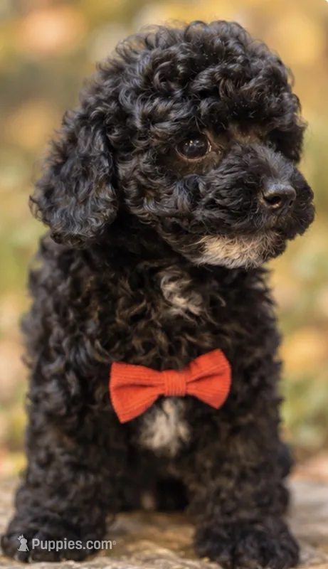 Bolt  – Poodle - Toy  puppy on hold in Anderson, MO