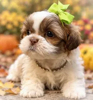 Olivia, a female Shih Tzu for sale in Anderson, MO – 1 of 3