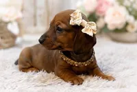 Rubarb, a female Miniature Dachshund for sale in Anderson, MO – 3 of 5