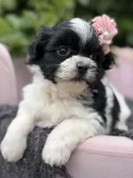 Audrey, a female Mal Shi for sale in Anderson, MO – 2 of 3