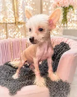Brian, a male Chinese Crested for sale in Anderson, MO – 3 of 3