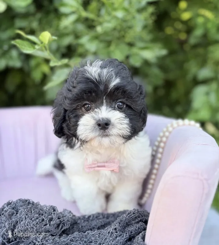 Vincent – Shihpoo puppy for sale in Anderson, MO
