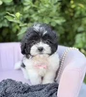 Vincent, a male Shihpoo for sale in Anderson, MO – 1 of 4