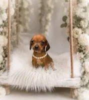 Francisca, a female Miniature Dachshund for sale in Anderson, MO – 1 of 3