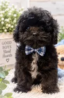 Louie, a male Shihpoo for sale in Anderson, MO – 3 of 8