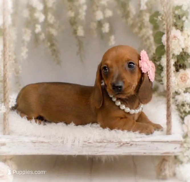 Amalia – Miniature Dachshund puppy for sale in Anderson, MO