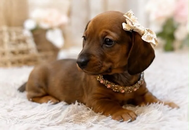 Rubarb – Miniature Dachshund puppy for sale in Anderson, MO