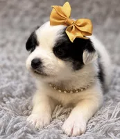 Roxy, a female Papillon for sale in Anderson, MO – 2 of 3