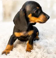 Lorenzo, a male Miniature Dachshund for sale in Anderson, MO – 9 of 9