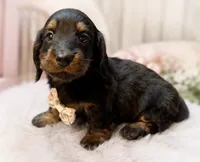 Marshall, a male Miniature Dachshund for sale in Anderson, MO – 2 of 5