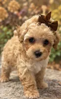 Natasha, a female Poodle - Toy  for sale in Anderson, MO – 3 of 6