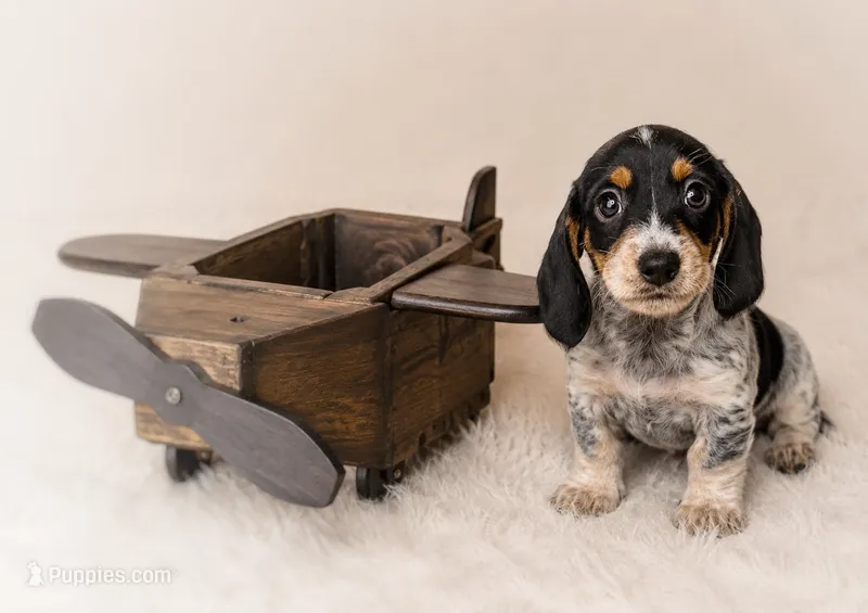 Tripp – Miniature Dachshund puppy for sale in Anderson, MO