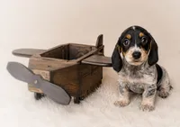 Tripp, a male Miniature Dachshund for sale in Anderson, MO – 1 of 2