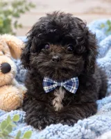 Louie, a male Shihpoo for sale in Anderson, MO – 2 of 8