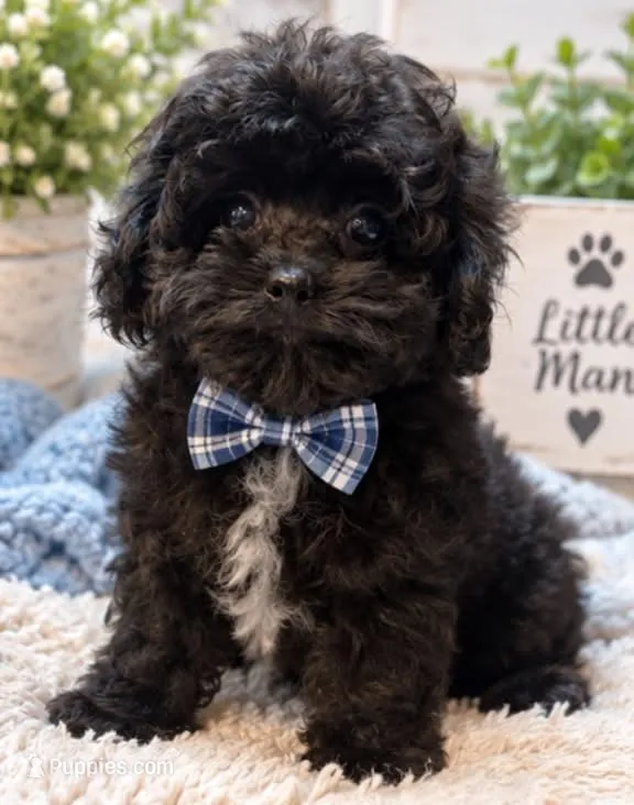 Louie – Shihpoo puppy for sale in Anderson, MO