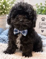 Louie, a male Shihpoo for sale in Anderson, MO – 1 of 8