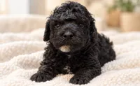 Bolt , a male Poodle - Toy  for sale in Anderson, MO – 4 of 6