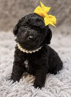 Mae, a female Poodle - Toy  for sale in Anderson, MO – 2 of 2