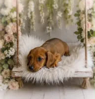 Javier, a male Miniature Dachshund for sale in Anderson, MO – 3 of 3
