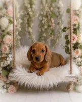 Luciano, a male Miniature Dachshund for sale in Anderson, MO – 2 of 3