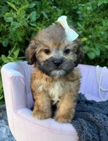Prim, a female Shihpoo for sale in Anderson, MO – 1 of 5