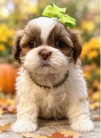 Olivia, a female Shih Tzu for sale in Anderson, MO – 2 of 3