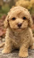 Clyde, a male Poodle - Toy  for sale in Anderson, MO – 1 of 3