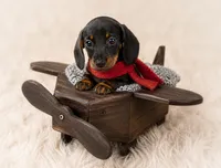 Mosby, a male Miniature Dachshund for sale in Anderson, MO – 3 of 3