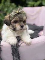Margot, a female Mal Shi for sale in Anderson, MO – 3 of 3