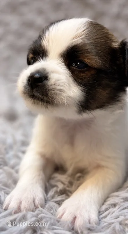 Barkley, a male Papillon for sale in Anderson, MO – 1 of 3