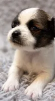 Barkley, a male Papillon for sale in Anderson, MO – 1 of 3