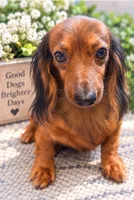 Rubarb, a female Miniature Dachshund for sale in Anderson, MO – 4 of 5