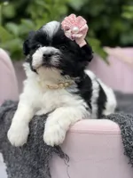 Audrey, a female Mal Shi for sale in Anderson, MO – 3 of 3