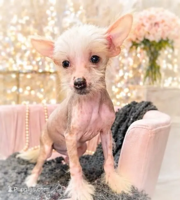 Brian – Chinese Crested puppy for sale in Anderson, MO