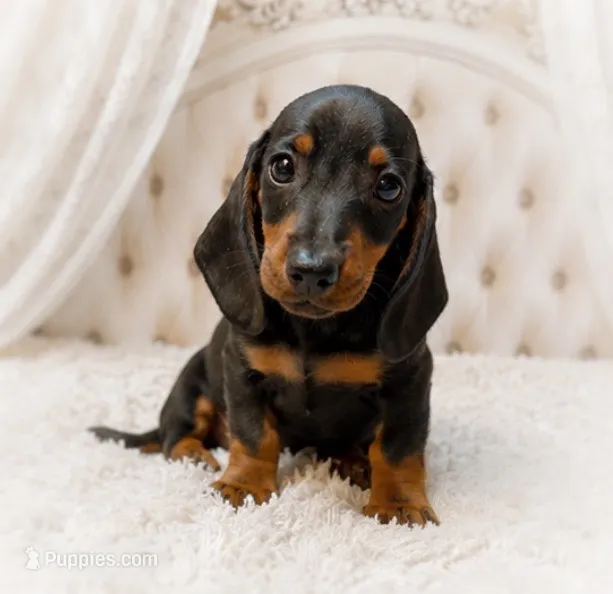 Lorenzo – Miniature Dachshund puppy for sale in Anderson, MO
