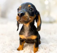 Lorenzo, a male Miniature Dachshund for sale in Anderson, MO – 5 of 9