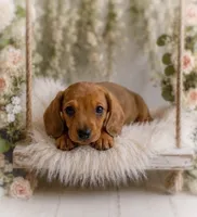 Luciano, a male Miniature Dachshund for sale in Anderson, MO – 1 of 3