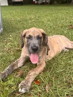 BLUE BRINDLE limited AKC, a male Great Dane for sale in Jackson, SC – 3 of 9
